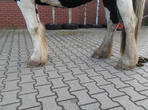 Zij aangezicht hoeven VOOR