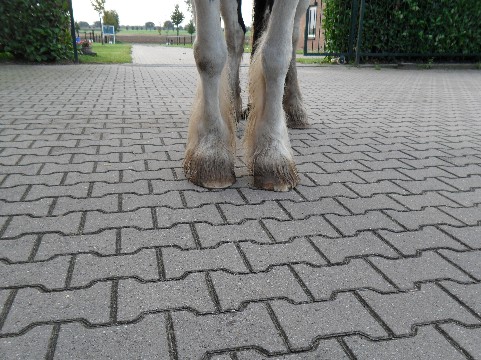 Voor aangezicht hoeven VOOR