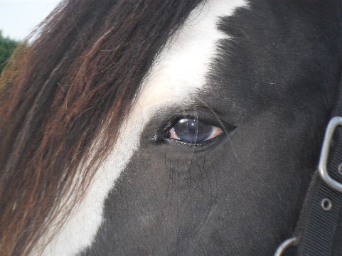 De functie van het linkeroog bleef beduidend verminderd na een ontstekeing.