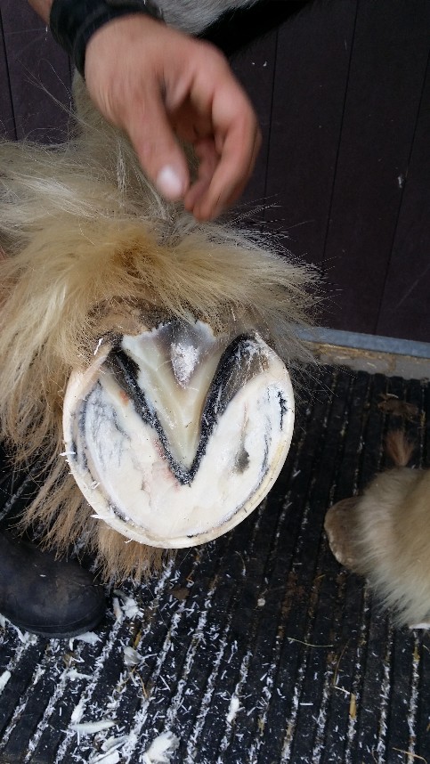 Zo schoon en wit is haar hoef van nature!