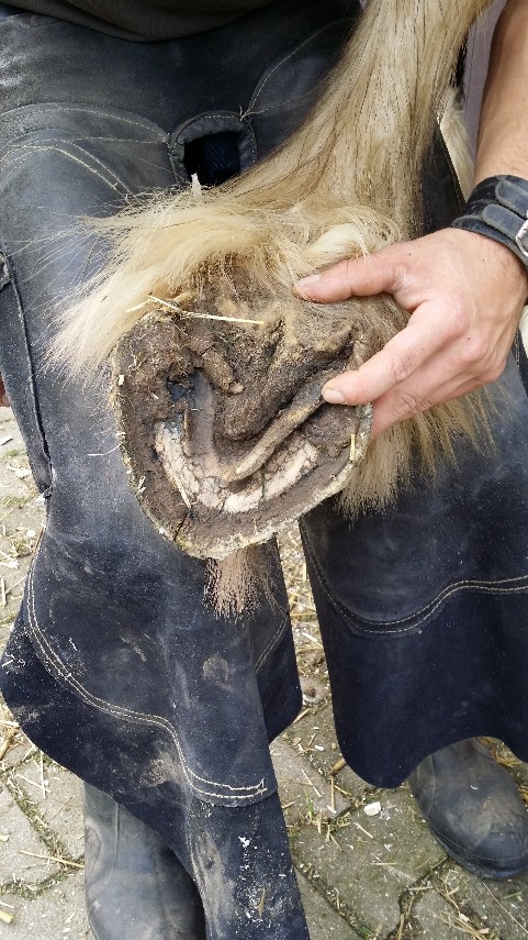 De langste steunsels ooit, rotstraal, misvorming en oud materiaal verergerden de rotstraal.