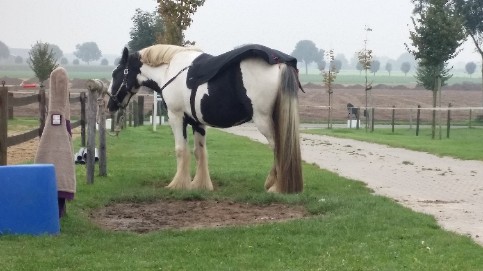 Na de eerste trainingen de afvoer van afvalstoffen en de doorbloeding stimuleren met de Back on Track rugwarmer. Dezelfde werking als infrarood. Top!