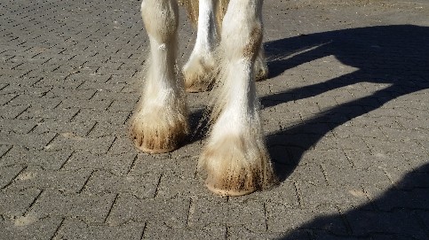 Voor aangezicht hoeven NA