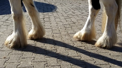 Zij aangezicht hoeven NA