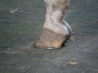 zijkant van de rechtervoorhoef