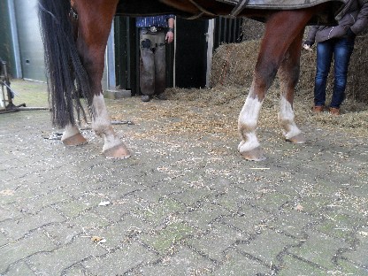 rechterzijde na de eerste aanzet tot correcte hoeven